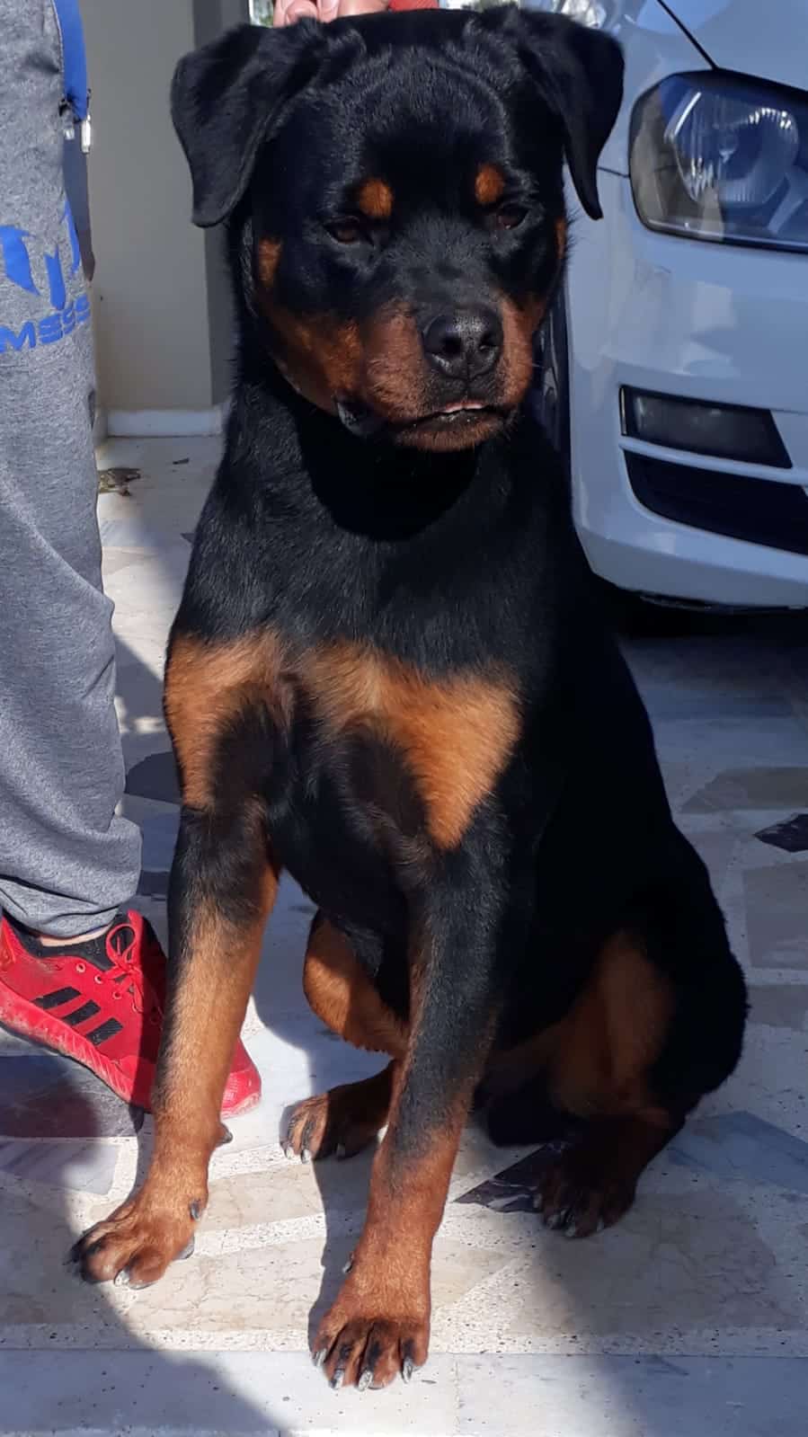 And Thor Haus Of Rottweiler Türkiye