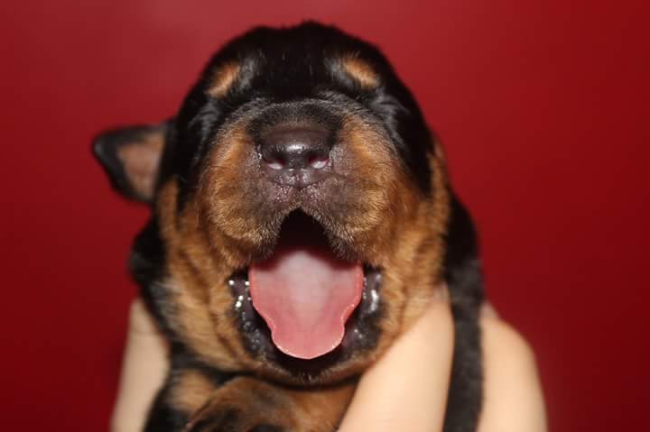 Köpek Yavruları Hangi Hızla Gelişir ?