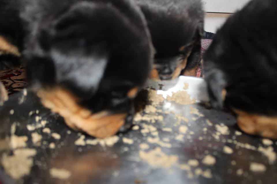 Yavru Rottweiler Alırken nelere dikkat etmelisiniz