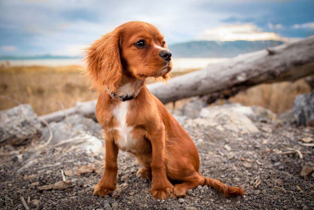 Köpekler Hakkında Öğrenmeniz Gereken 10 İlginç Bilgi