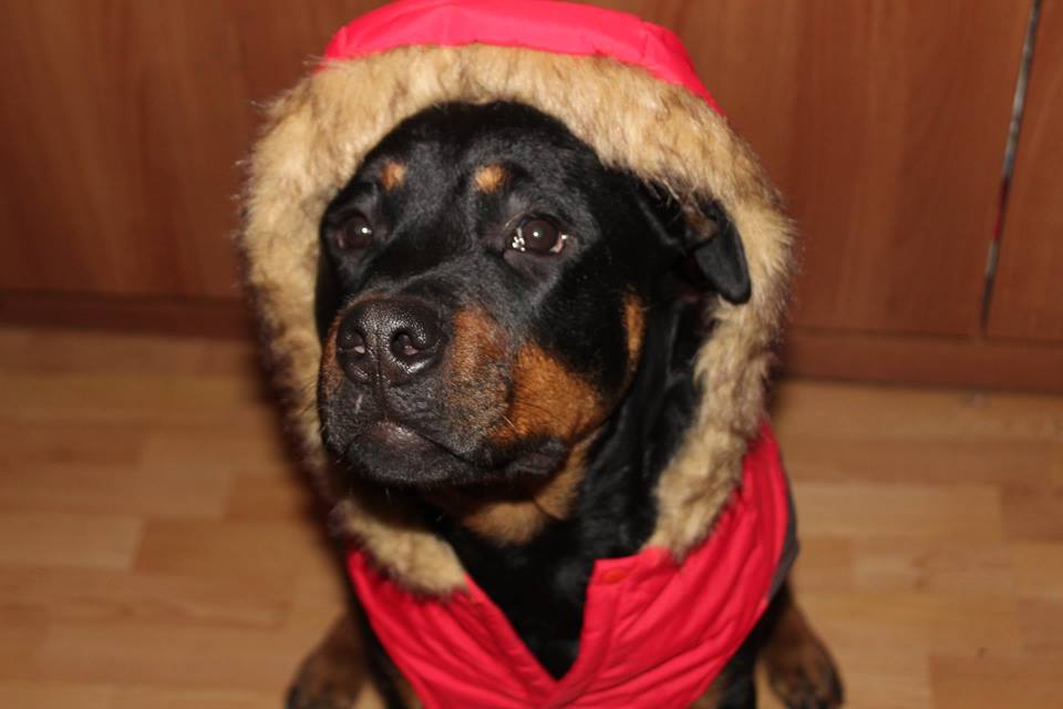 Köpeğinizle Tatil ve Seyahat