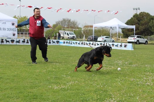 Neden Haus Of Rottweiler Turkiye - Murat Kumpas
