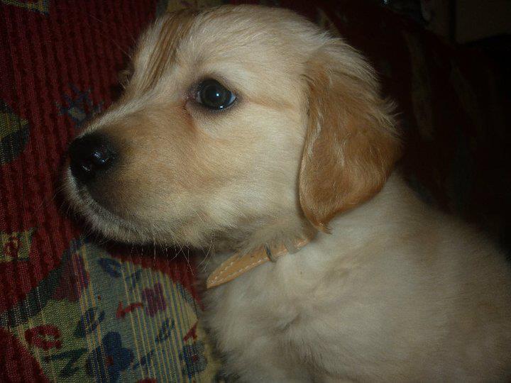 Köpek Sahibi Olmak!