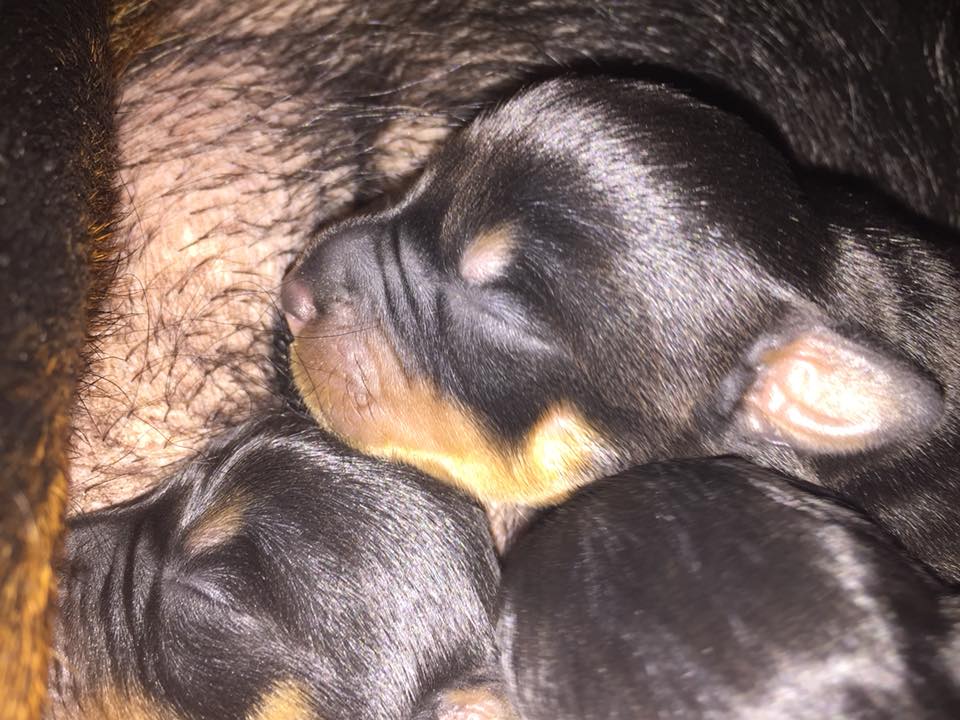 Yavru rottweiler bakımında nelere dikkat edilmeli?