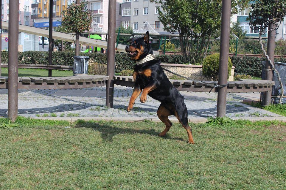 Rottweiler Koruma İç Güdüsü