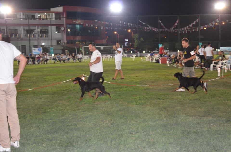 Köpek Eğitiminde Ses tonunun önemi