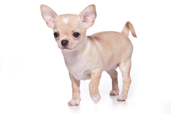 Chihuahua