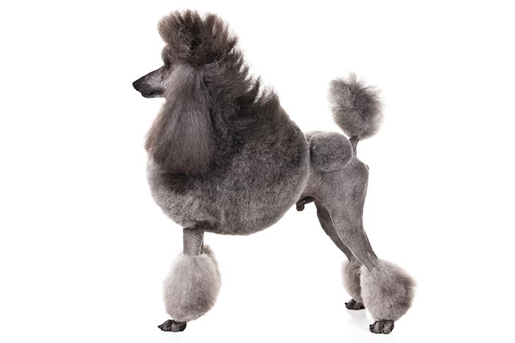 Poodle