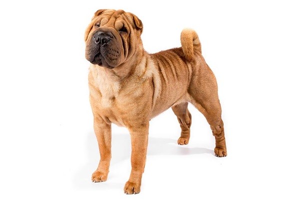 Shar-Pei