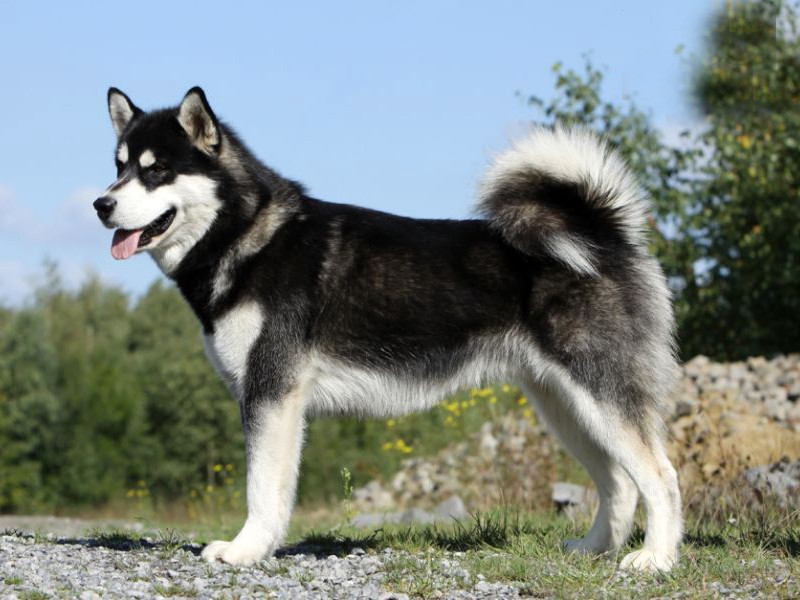 Alaskan Malamute