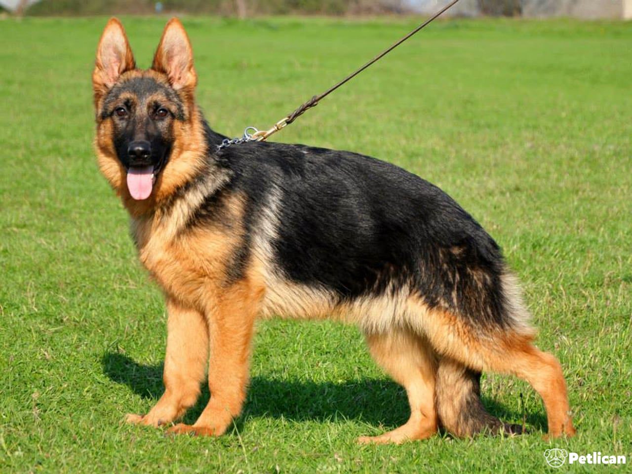 Alman Çoban Köpeği