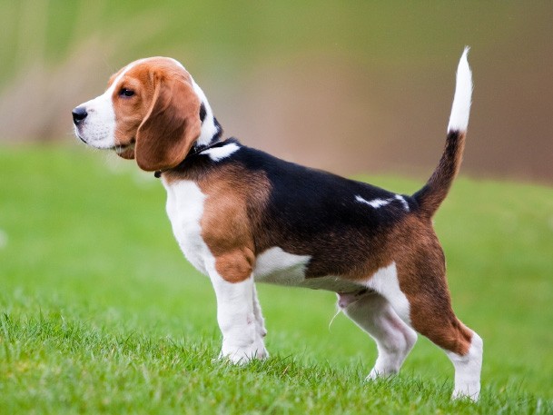Beagle