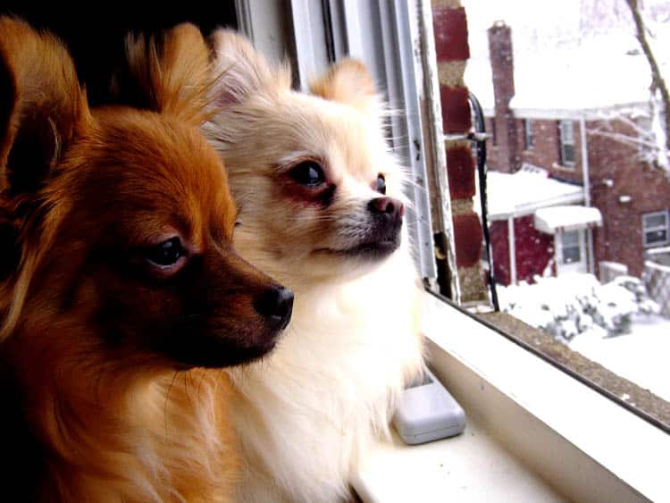 Köpeklerde Odaklanma Sorunu
