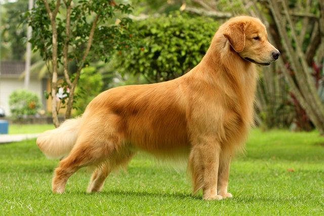 Golden Retriever
