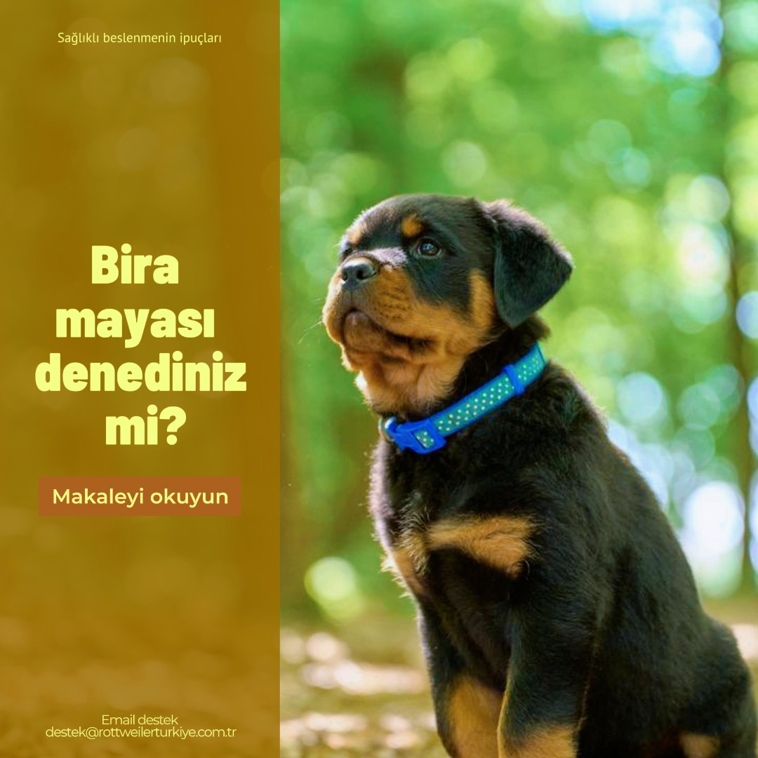 KÖPEKLERDE BİRA MAYASI KULLANIMI VE FAYDALARI